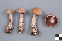 Cortinarius camphoratus image